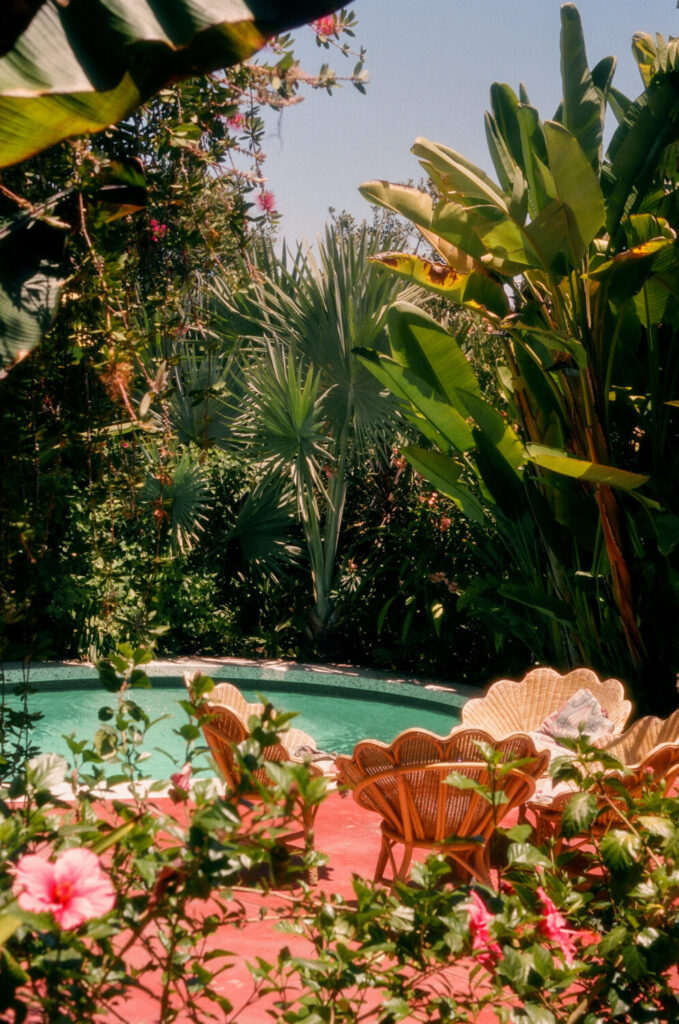 Flamingo
