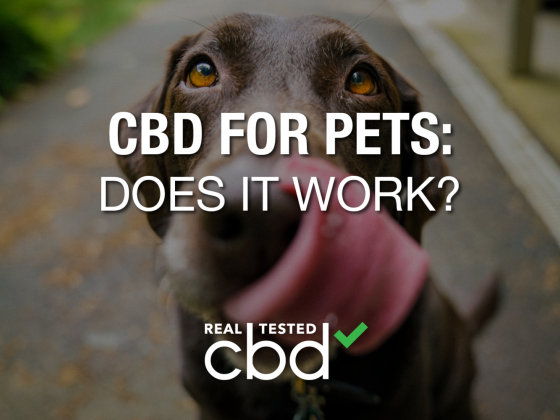 CBD for Pets: Does It Work?