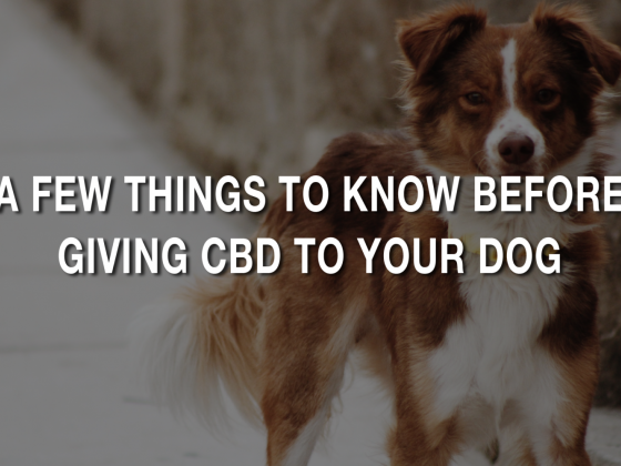 A Few Things To Know Before Giving CBD To Your Dog