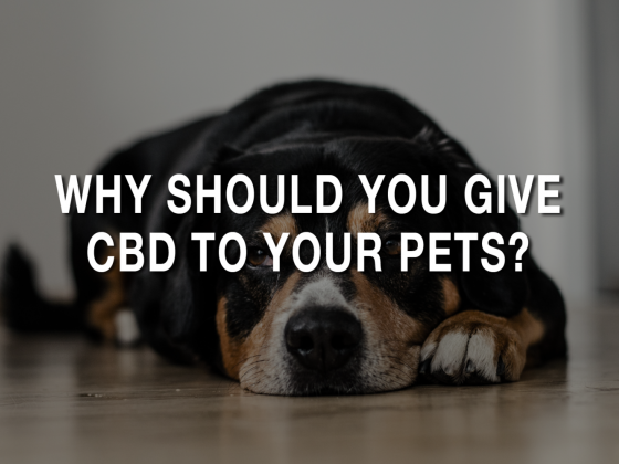 Why Should You Give CBD To Your Pets?