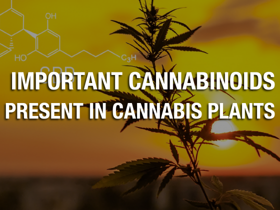 Important Cannabinoids Present in Cannabis Plants