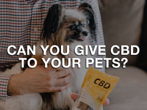 Can You Give CBD To Your Pets?