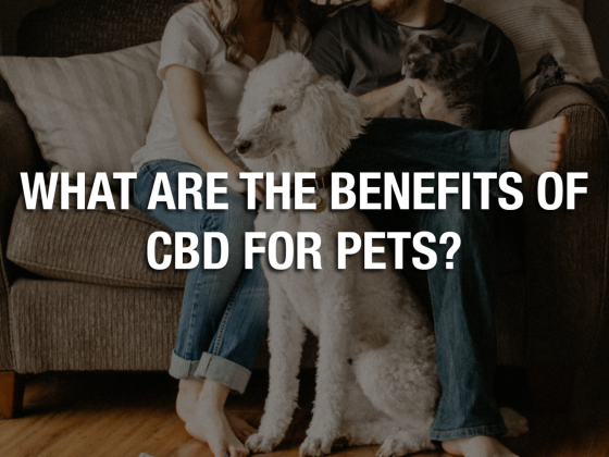 What Are The Benefits Of CBD For Pets?