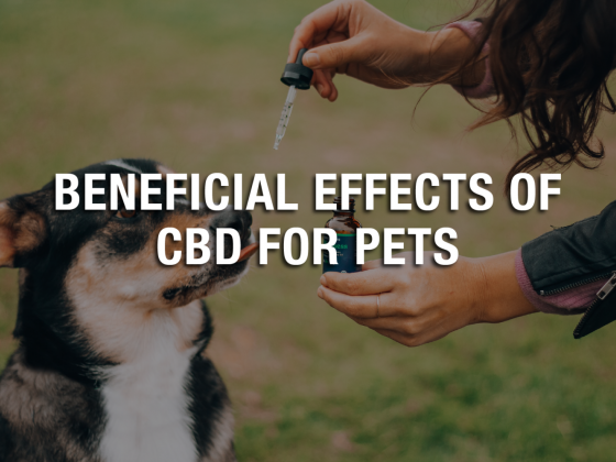 Beneficial Effects Of CBD For Pets