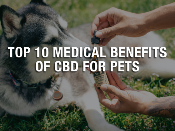 Top 10 Medical Benefits of CBD for Pets