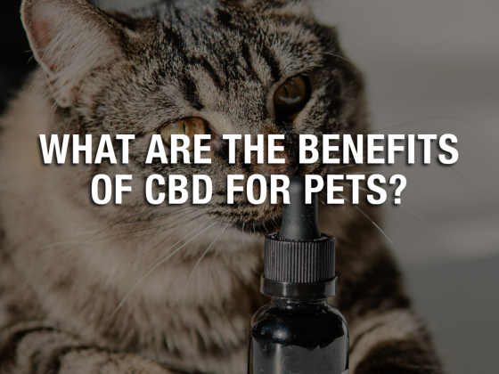 What Are the Benefits of CBD for Pets?