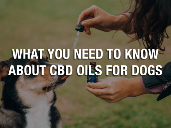 What You Need to Know About CBD Oils for Dogs