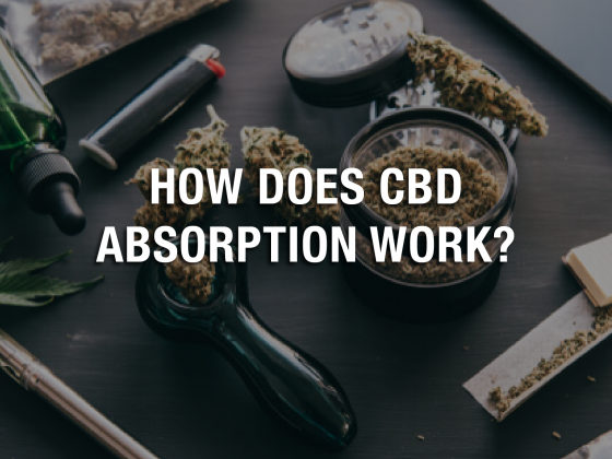 How Does CBD Absorption Work?