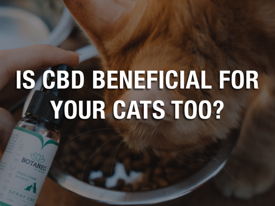 Is CBD Beneficial for Your Cats Too?