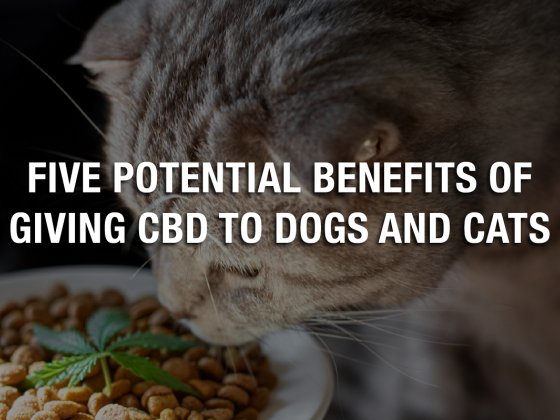 Five Potential Benefits of Giving CBD to Dogs and Cats
