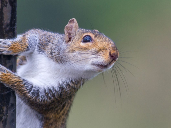 4 Best Squirrel Repellents  Top Natural Squirrel Sprays &amp;amp; Granules