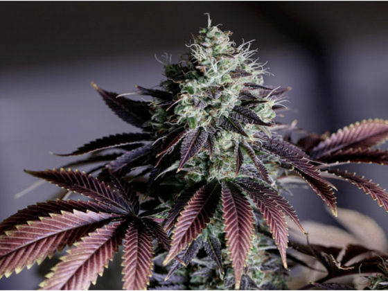 Delta 8 vs Delta 9 THC  Whats the difference?