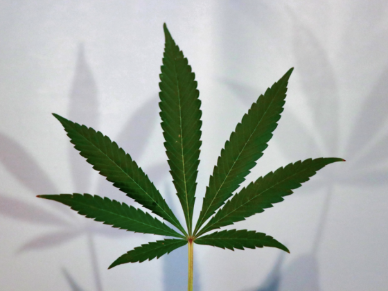 10 Things to Remember Before You Consume Hemp