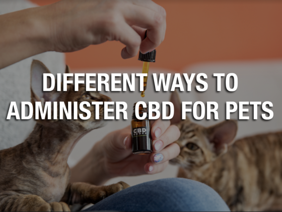 Different Ways to Administer CBD for Pets