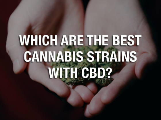 Which Are The Best Cannabis Strains With CBD?