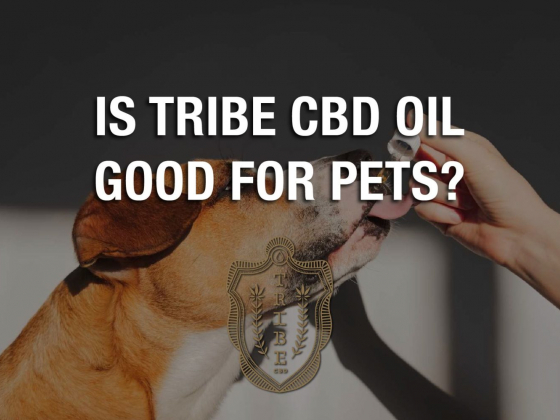 CBD For Shih Tzus?  Is Tribe CBD Oil Good For Pets?ﾠ