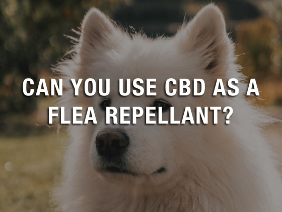 Can You Use CBD as a Flea Repellant?