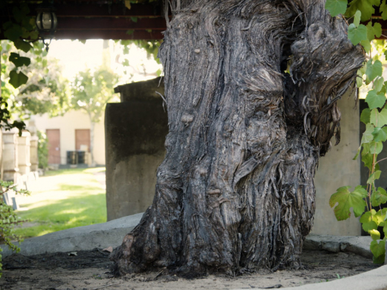 Food TV To Watch: The Oldest Vine Explores L.A.’s Wine History And Future