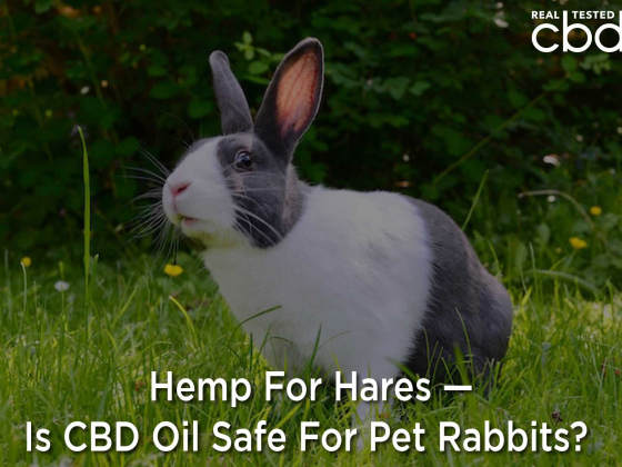 Hemp For Hares — Is CBD Oil Safe For Pet Rabbits?