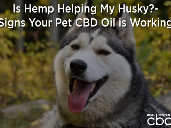 Is Hemp Helping My Husky?- Signs Your Pet CBD Oil is Working